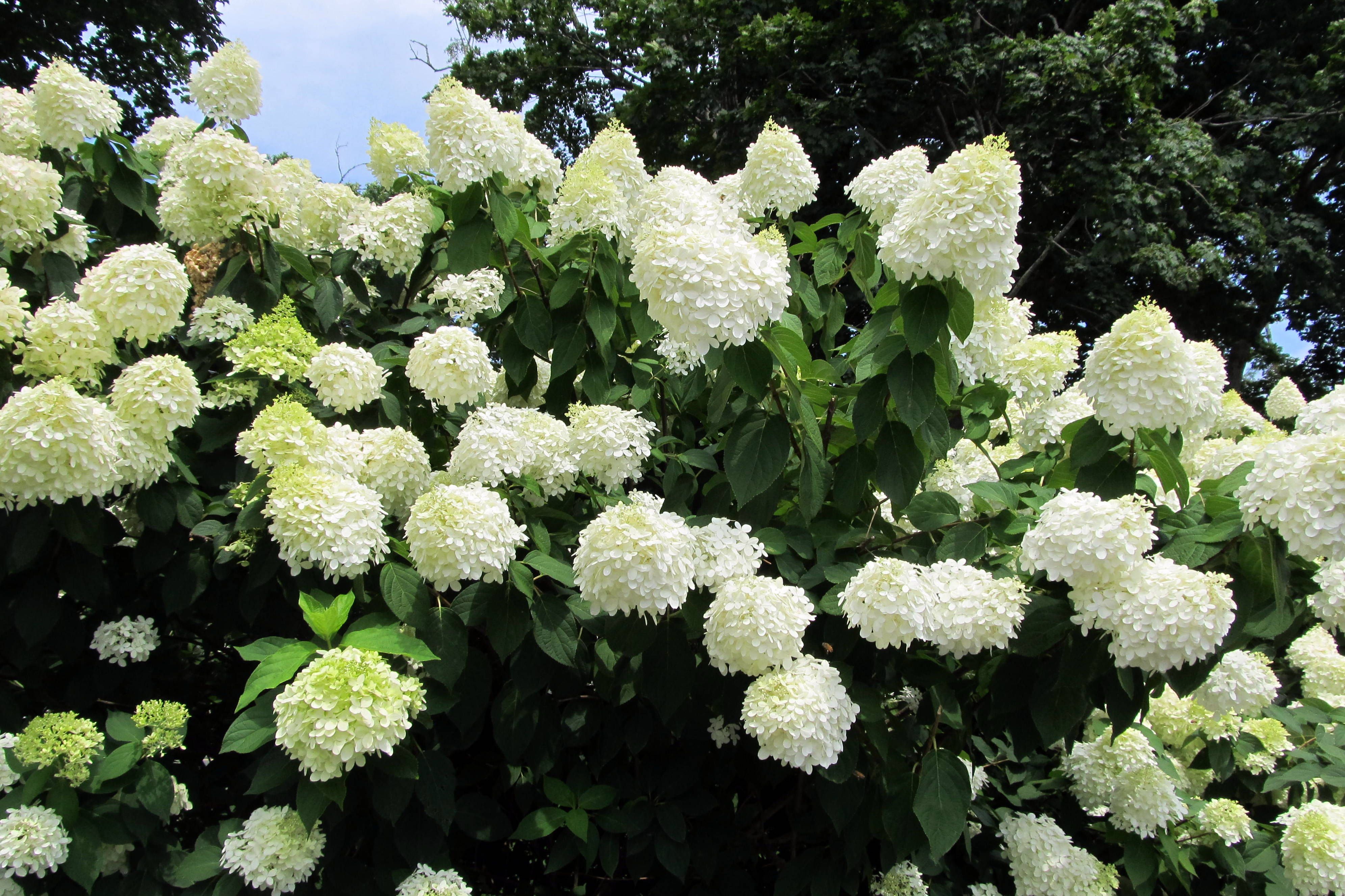 Hydrangea paniculata 'Grandiflora'